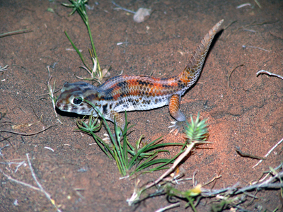 Геккон Бедряги (Teratoscincus bedriagai).